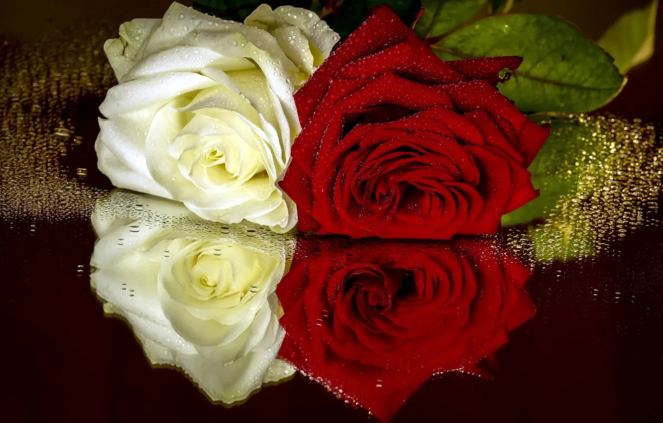Фото обои капли, розы, разные
