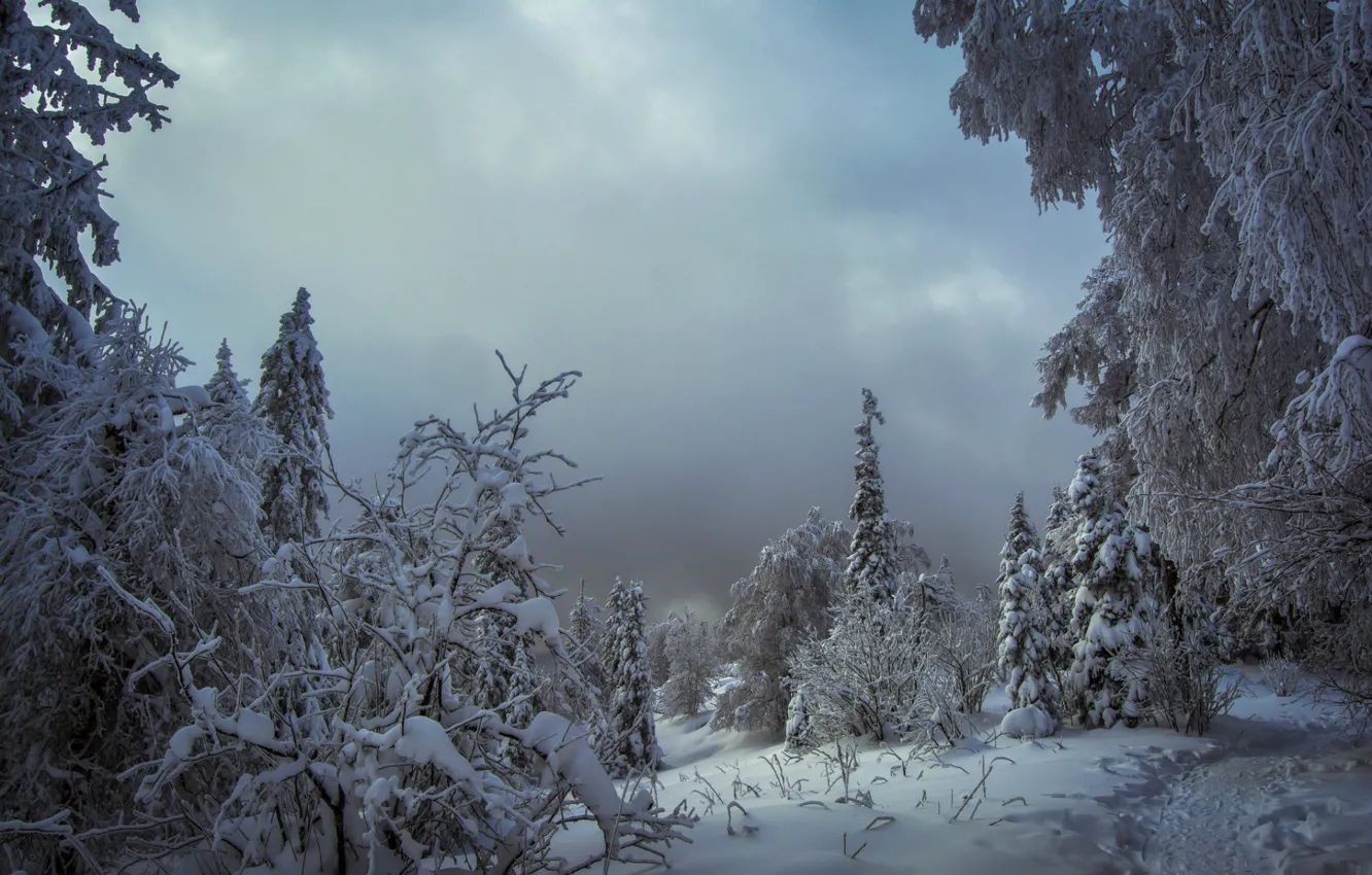 Фото обои зима, снег, деревья, тропа, сугробы
