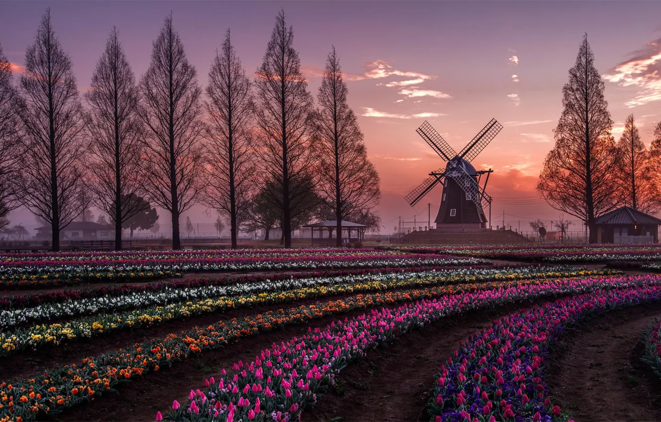 Фото обои Holland, nature, flowers, scenic, beauty, windmill, farm, Tulips