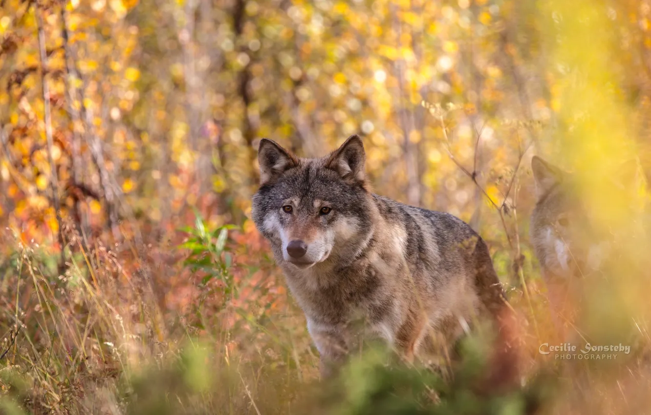 Фото обои осень, морда, волк, портрет, хищник
