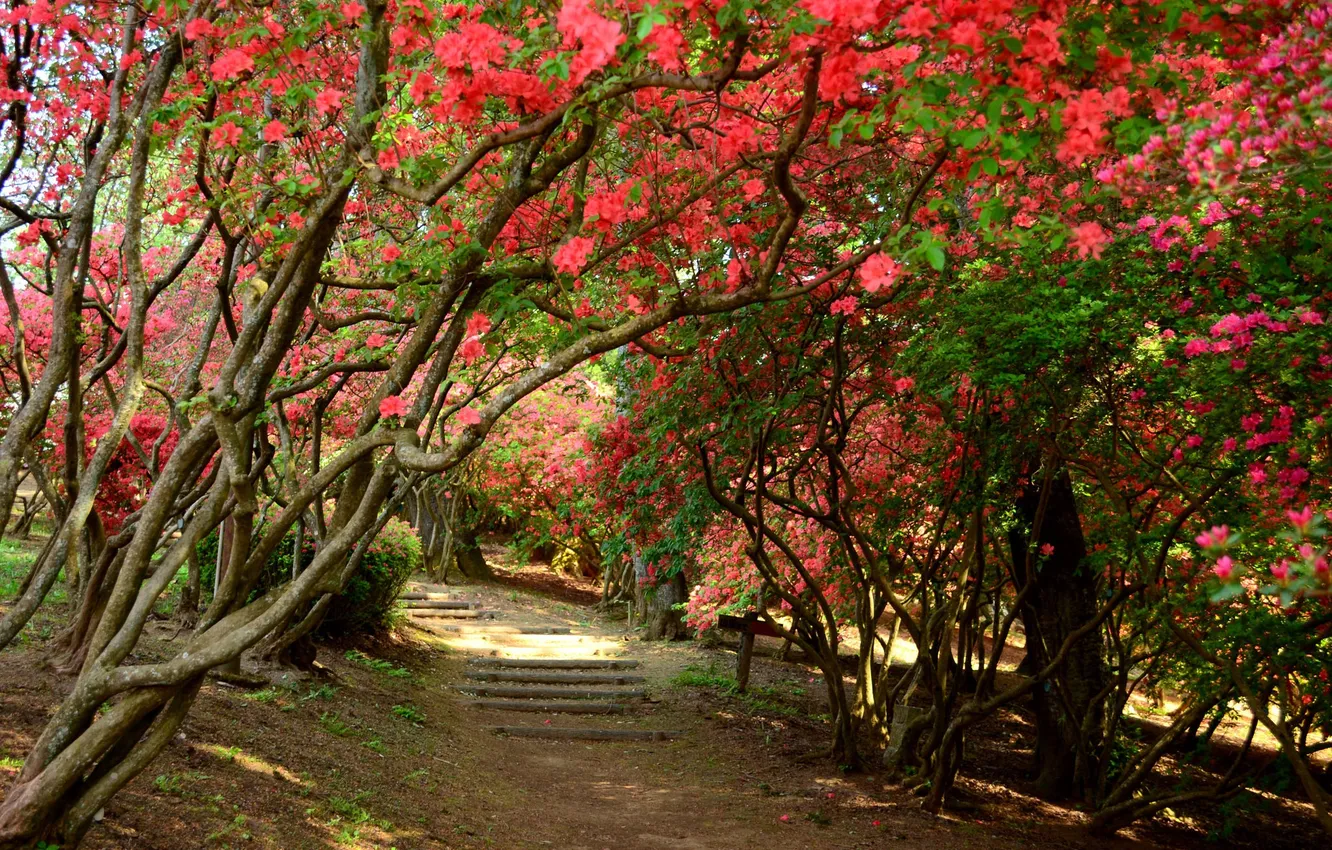 Фото обои деревья, цветы, парк, дорожка, ступени, рододендрон