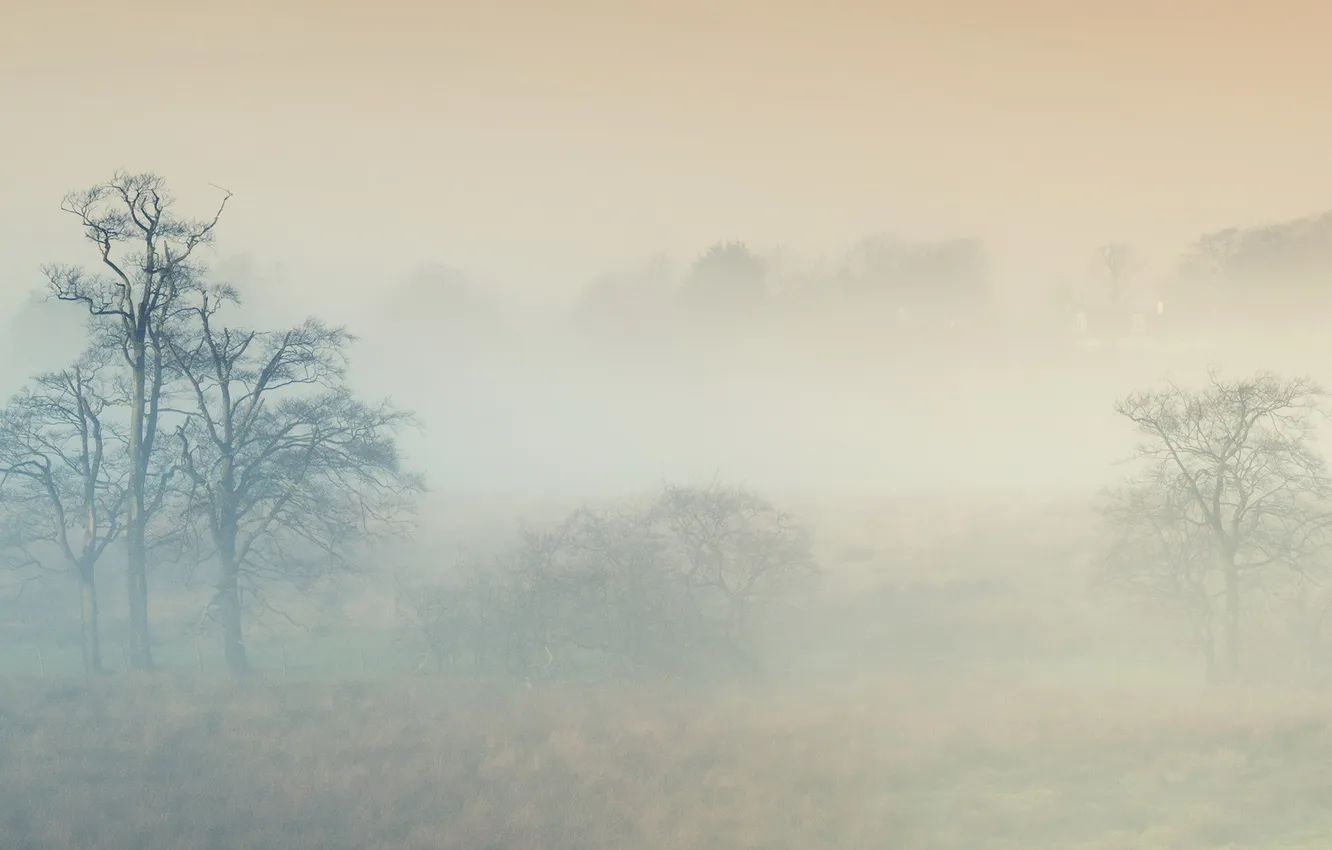 Фото обои поле, туман, пейзпж