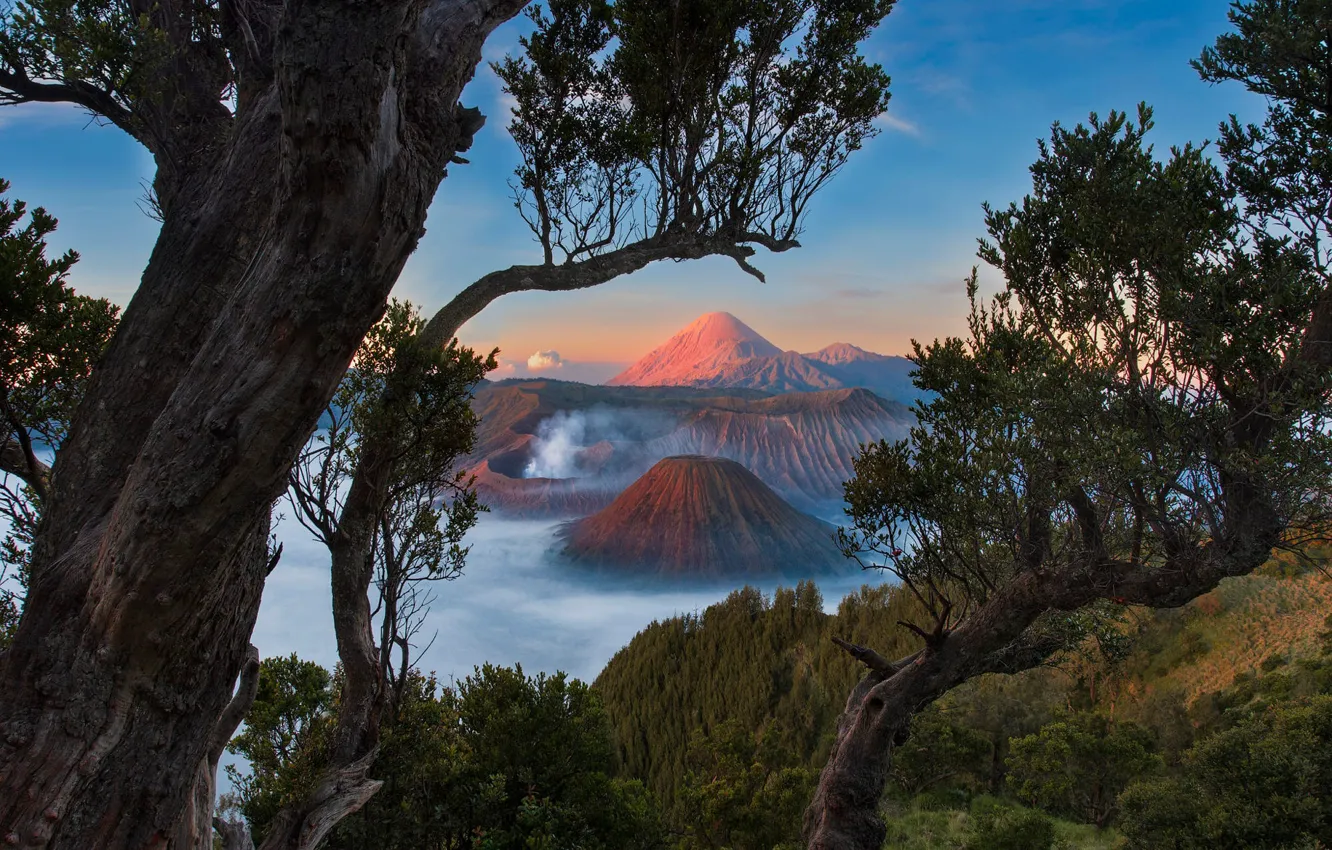 Фото обои деревья, горы, ветки, вид, высота, Индонезия, вулканы, Бромо