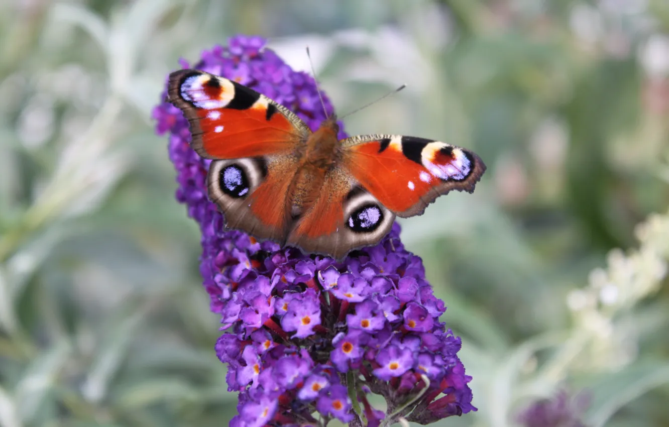 Фото обои eyes, butterfly, purple