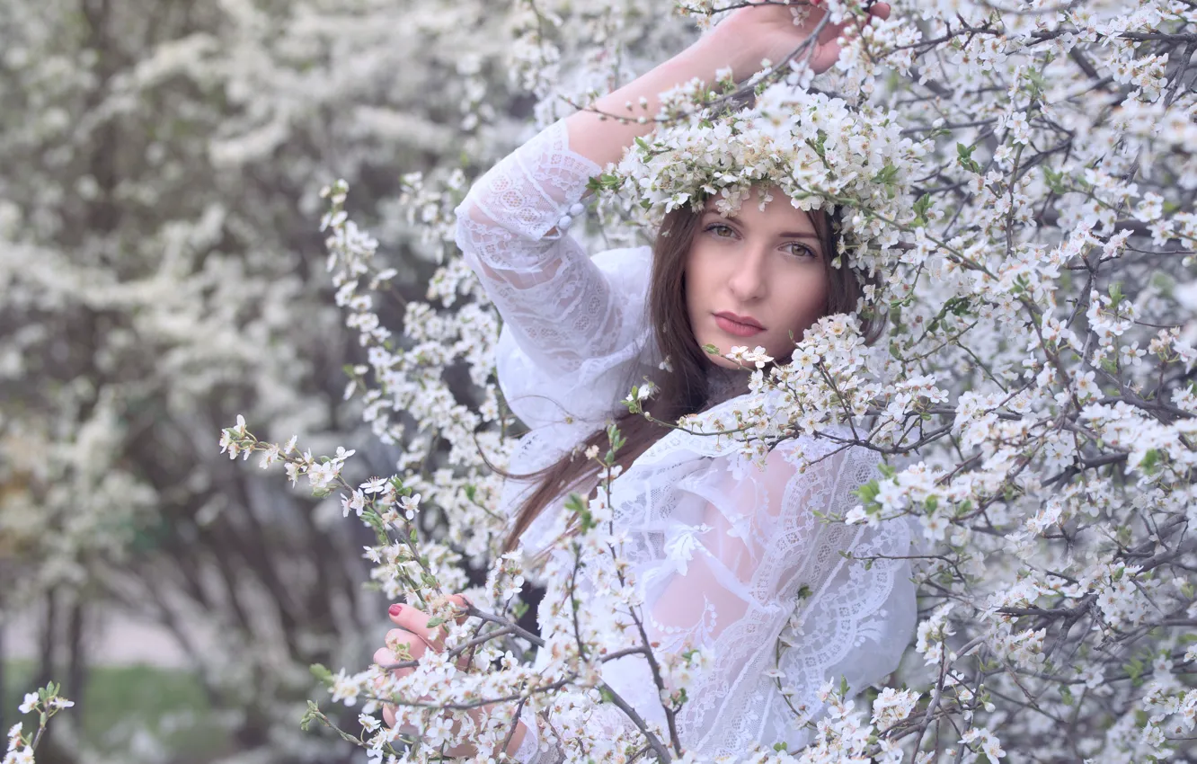 Фото обои взгляд, девушка, ветки, вишня, поза, парк, куст, портрет