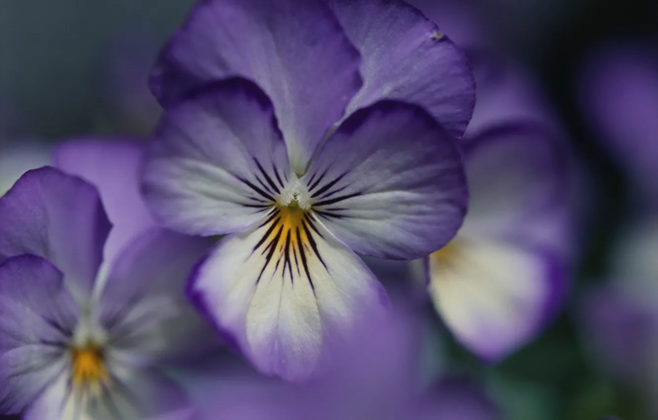 Фото обои цветок, фиолетовый, лепестки, Фиалка