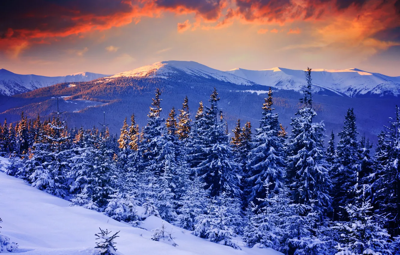 Фото обои зима, лес, небо, снег, деревья, закат, горы, природа