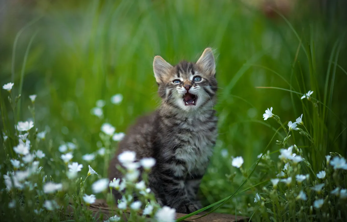 Фото обои трава, цветы, природа, животное, детёныш, котёнок, деревяшка, Юрий Коротун