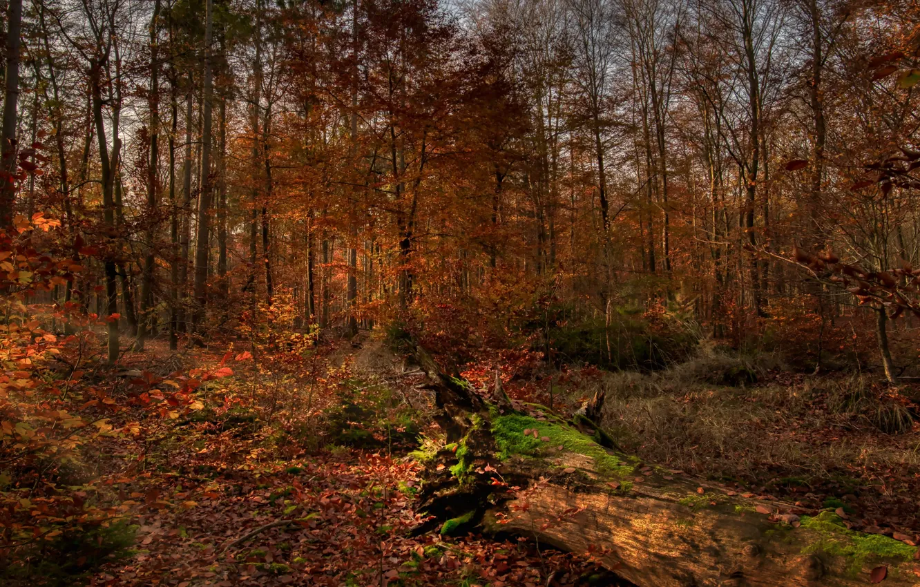 Фото обои осень, лес, листья, деревья, ветки