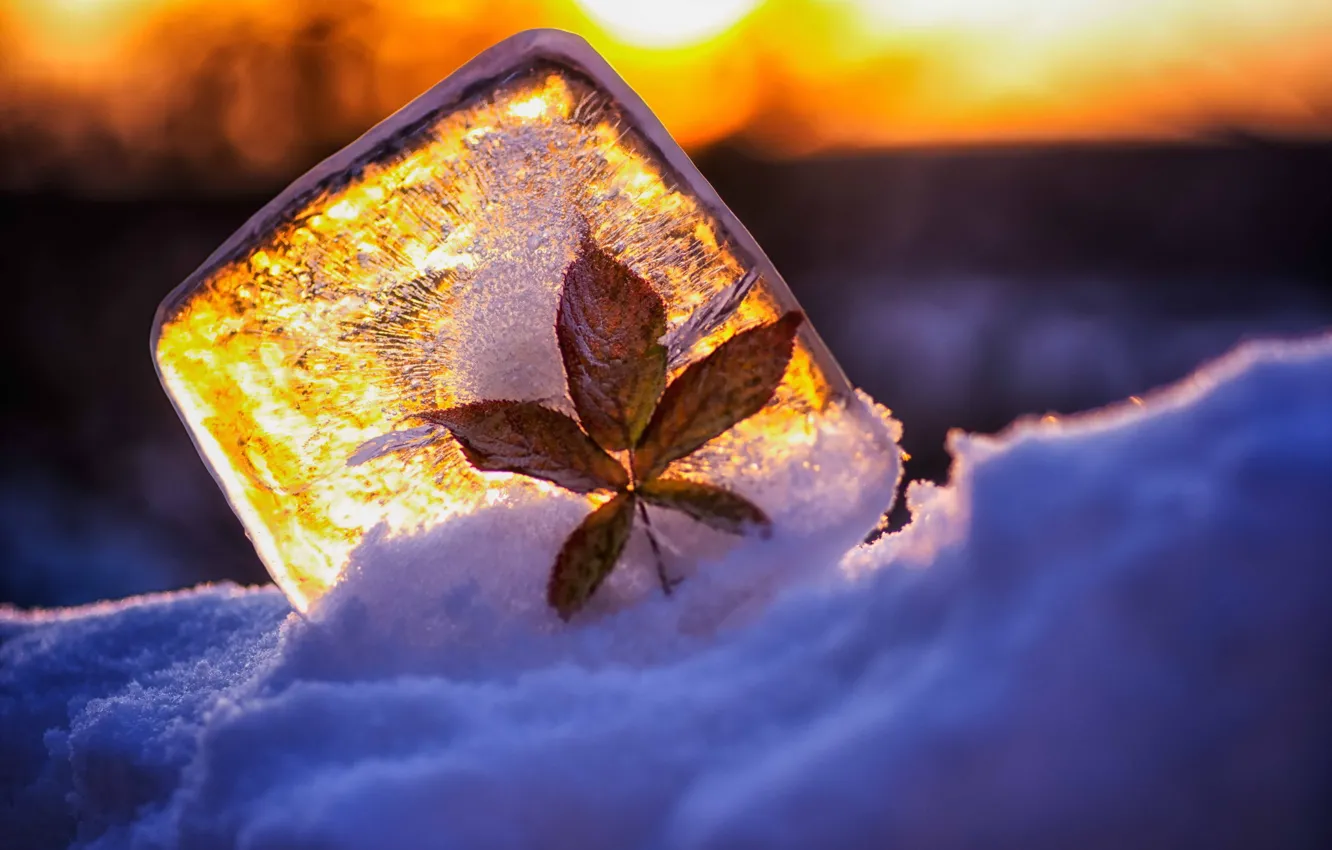 Фото обои свет, снег, лист, лёд