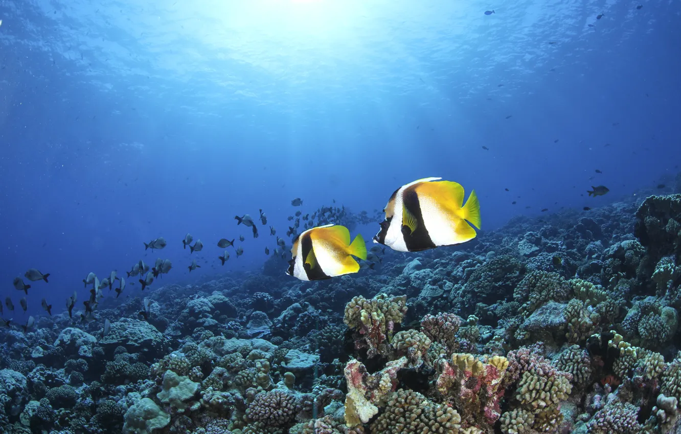 Фото обои рыбы, кораллы, морское дно, голубая вода