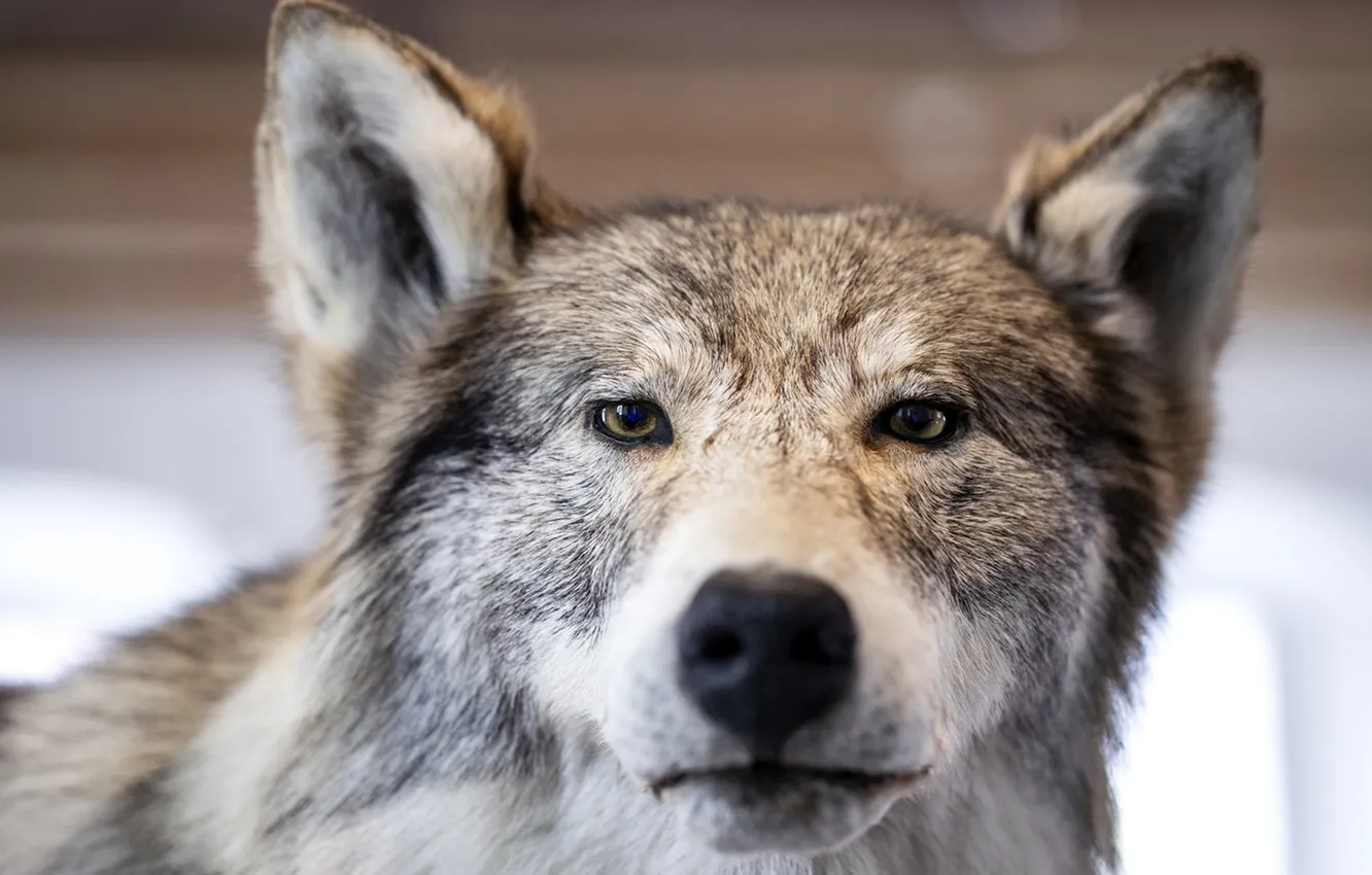 Фото обои nature, face, animal, wolf, wildlife, head, fur, mammal