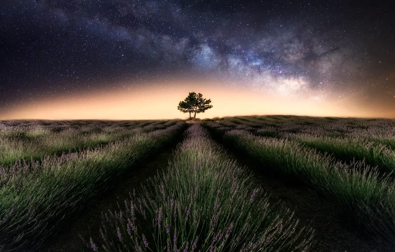 Фото обои поле, небо, звезды, ночь, дерево, млечный путь, лаванда