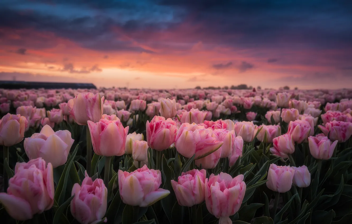 Фото обои поле, рассвет, утро, тюльпаны, розовые, Нидерланды, бутоны, много