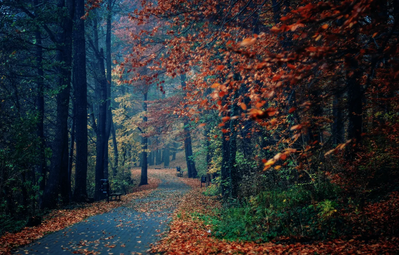 Фото обои осень, деревья, природа, парк, листва, лавки