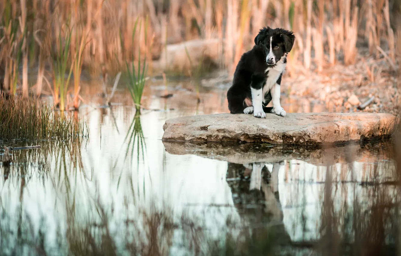 Фото обои трава, вода, отражение, камень, собака, малыш, щенок, водоем
