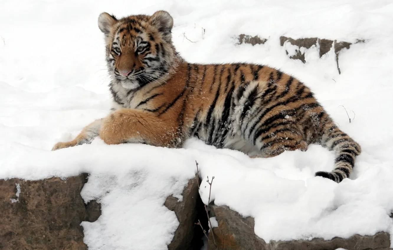 Фото обои зима, кошка, снег, тигр, камень, котёнок, тигрёнок, амурский