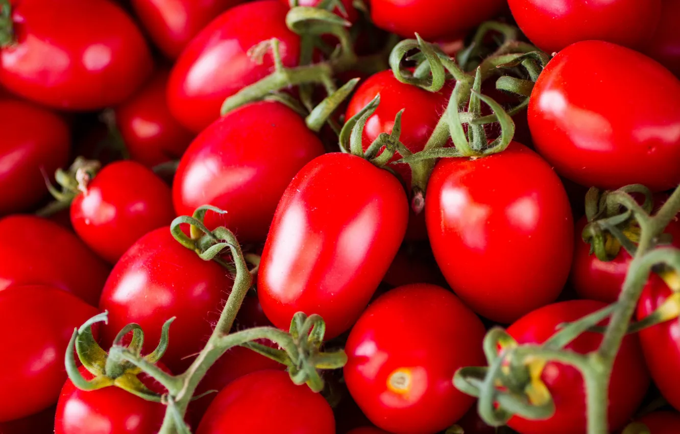 Фото обои красные, помидоры, томаты