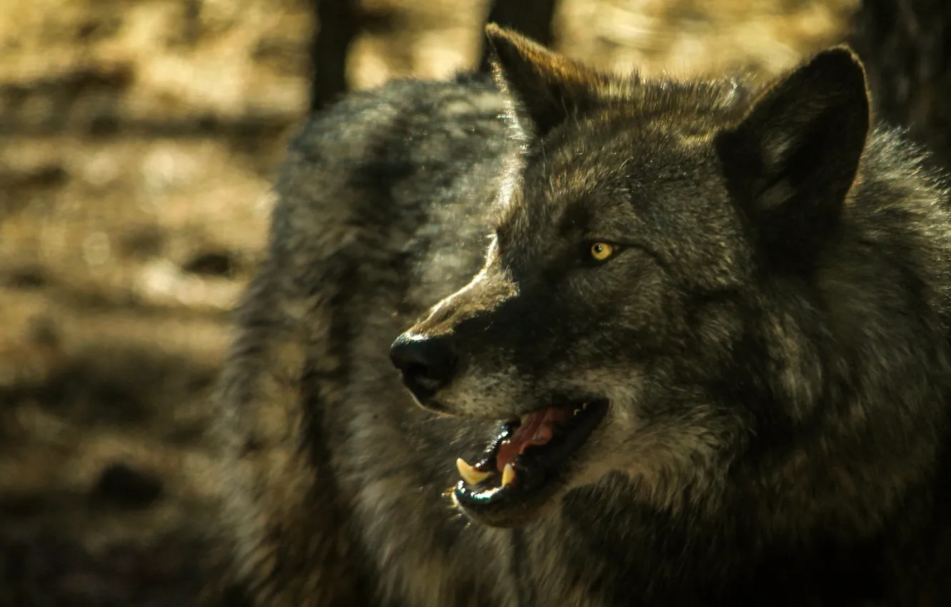 Фото обои серый, волк, оскал