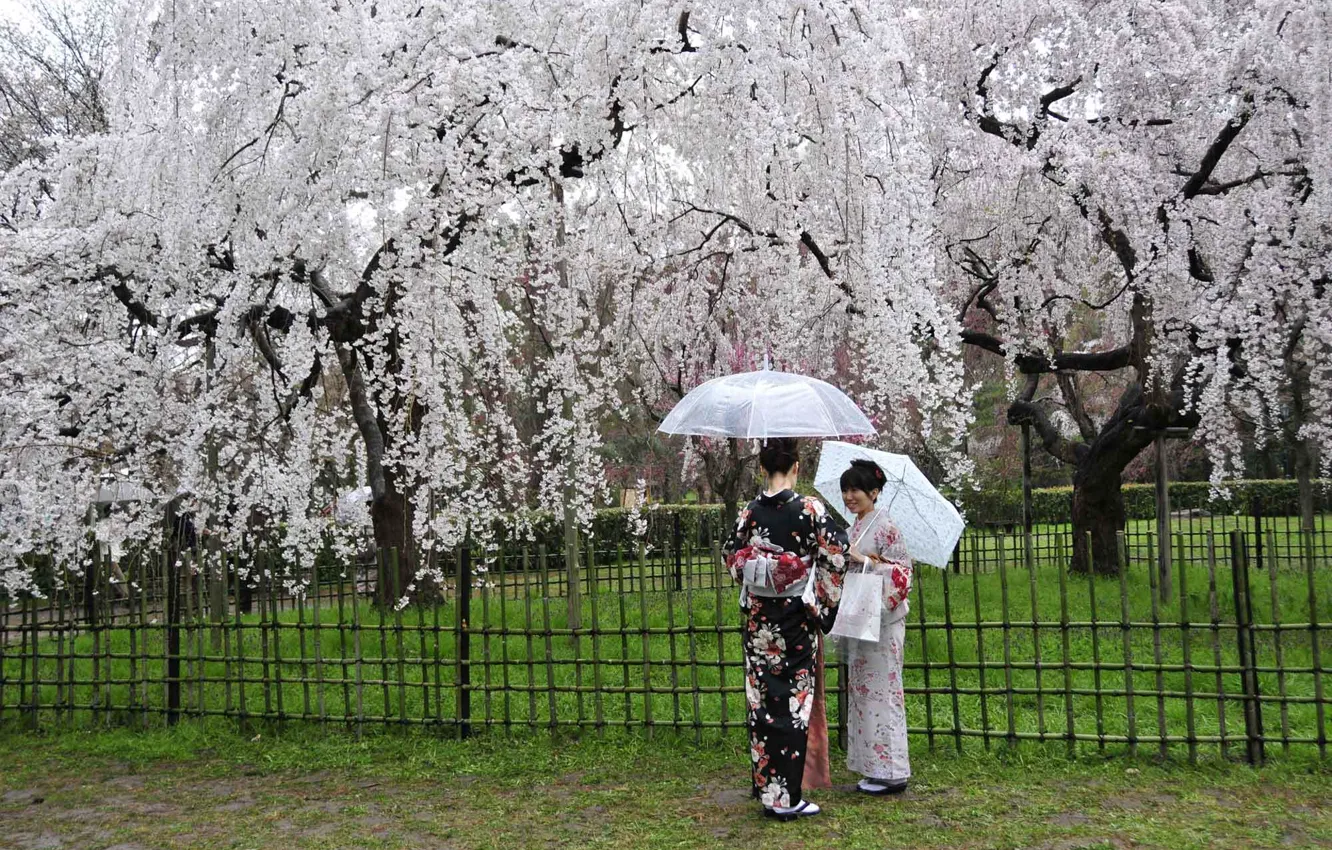 Фото обои зонт, сакура, кимоно, Японки