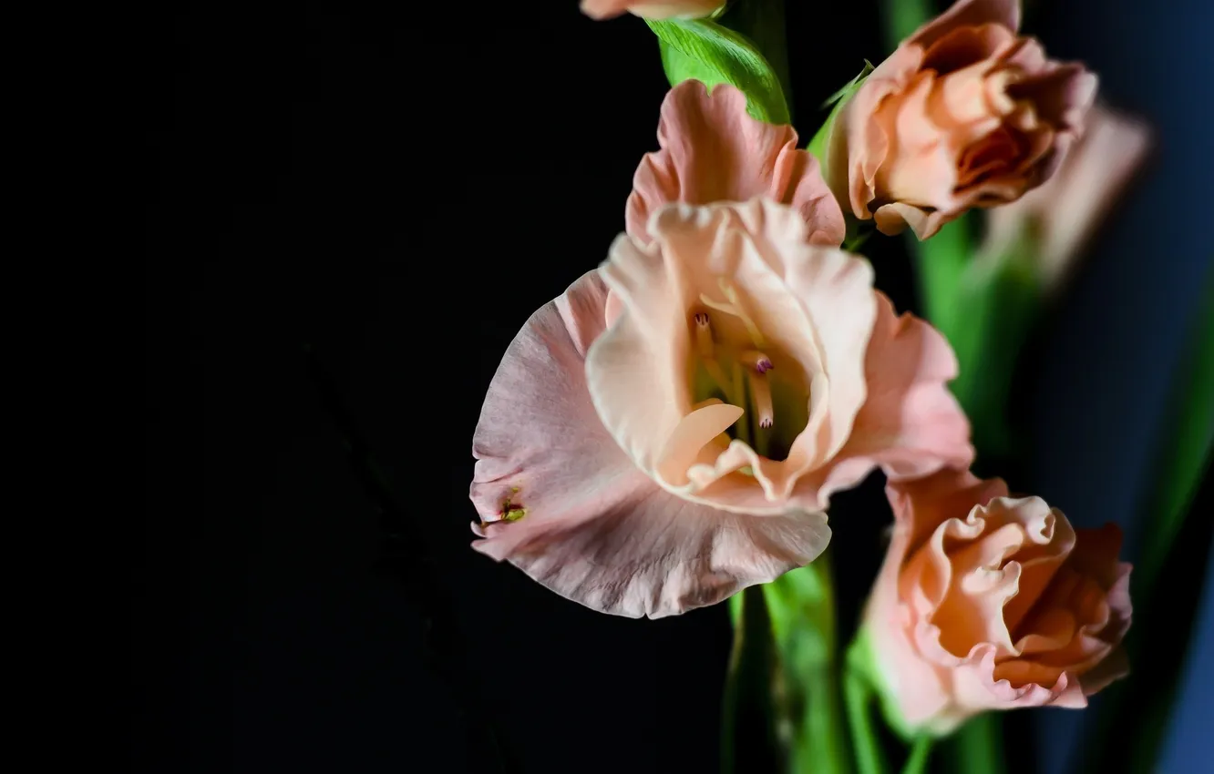 Фото обои цветы, лепестки, гладиолусы