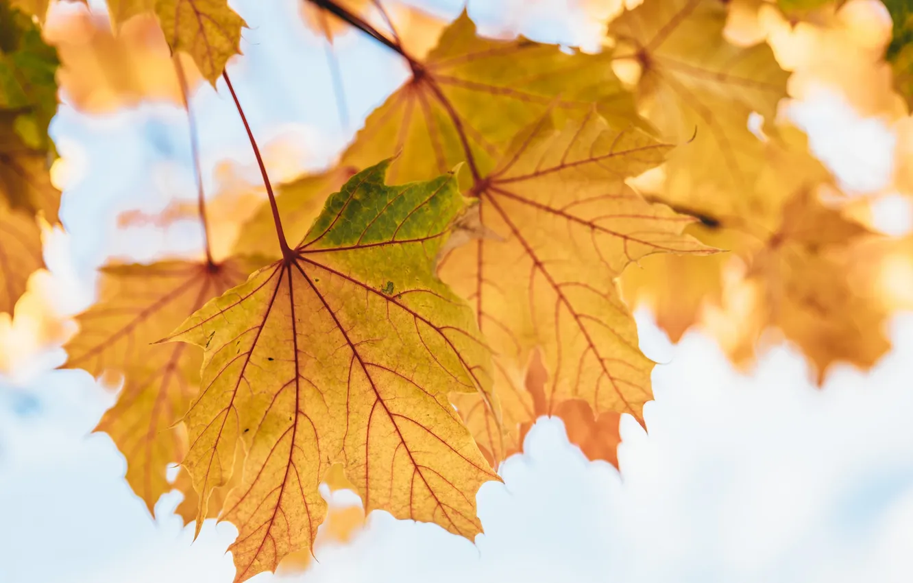 Фото обои осень, листья, желтые, клен