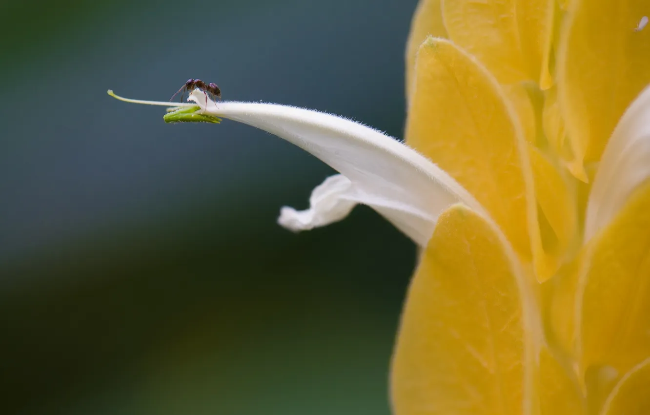 Фото обои цветок, макро, природа, муравей
