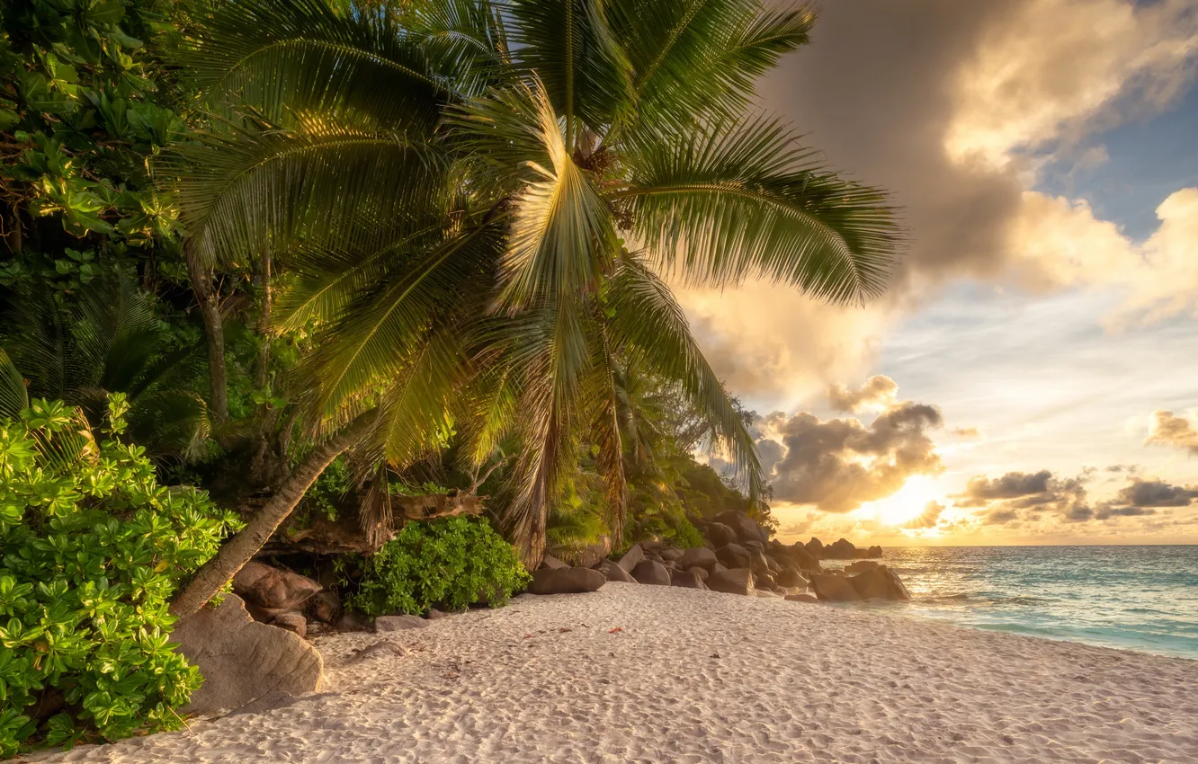 Фото обои wallpaper, Beach, Dawn, Sand, Summer, Palm