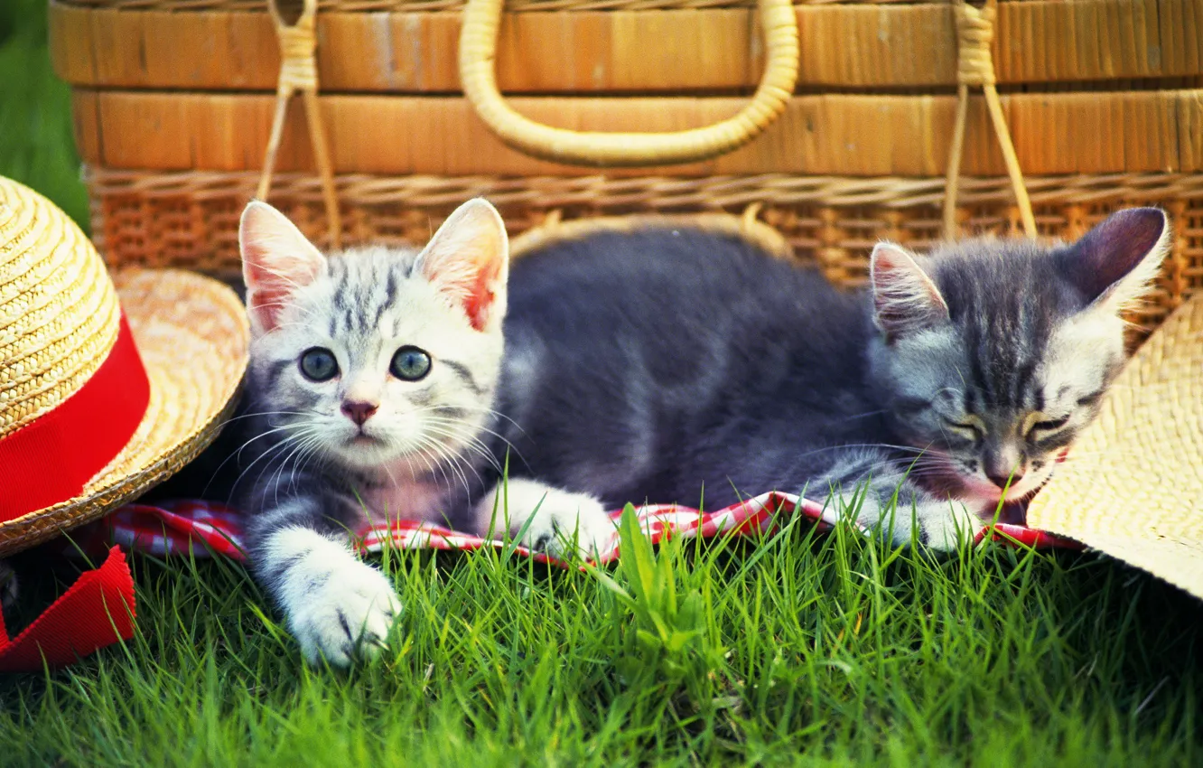 Фото обои трава, кошки, котенок, шапка, grass, пикник, hat, kitten