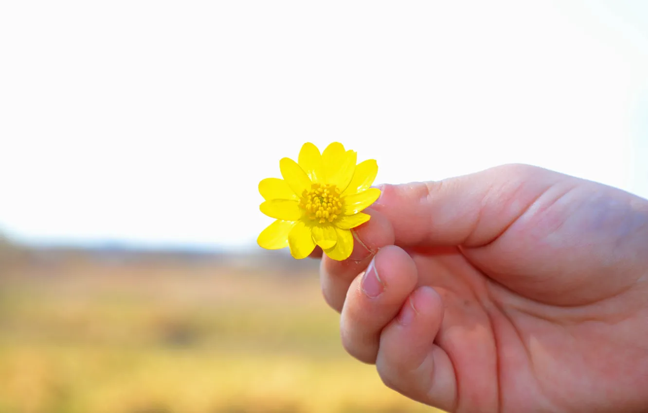 Фото обои поле, цветок, рука