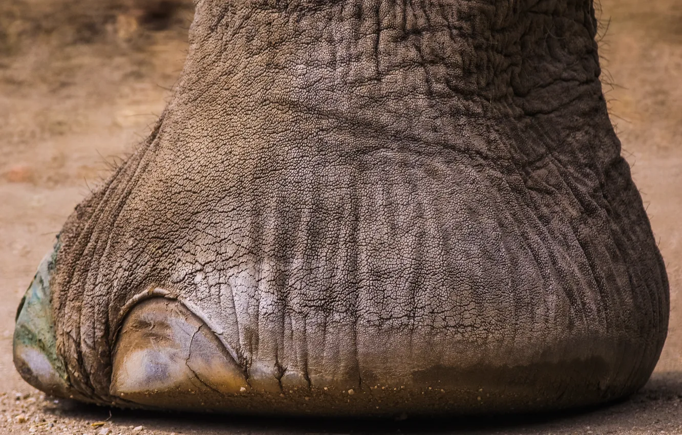Фото обои elephant, nail, foot, fil tırnağı tırnak ayak