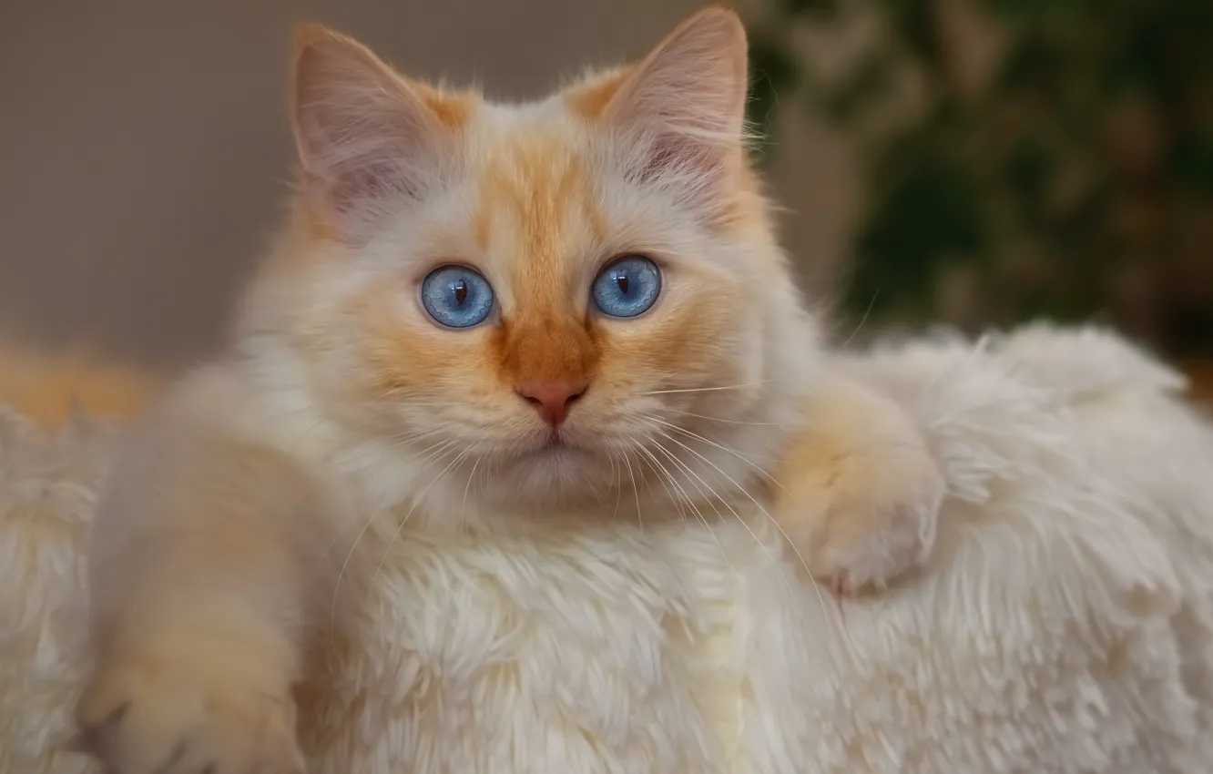 Фото обои кошка, взгляд, портрет, лапки, мордочка, голубые глаза, котёйка