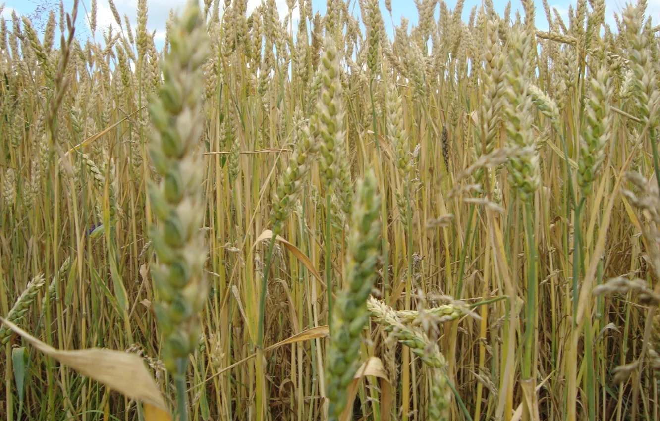 Фото обои пшеница, поле, хлебушек