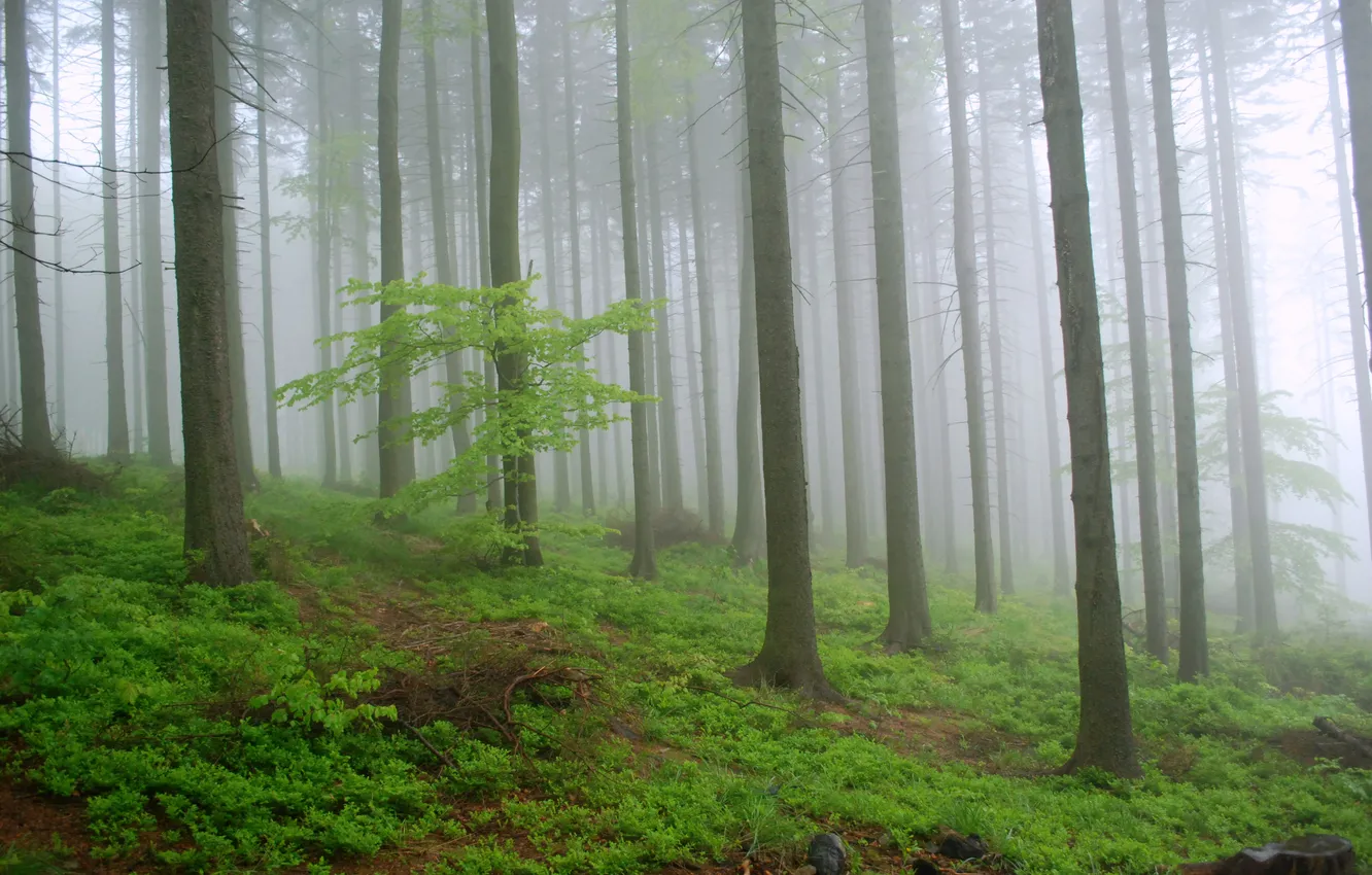 Фото обои лес, деревья, природа, туман, Польша, Poland, Równica, Kris Sliver