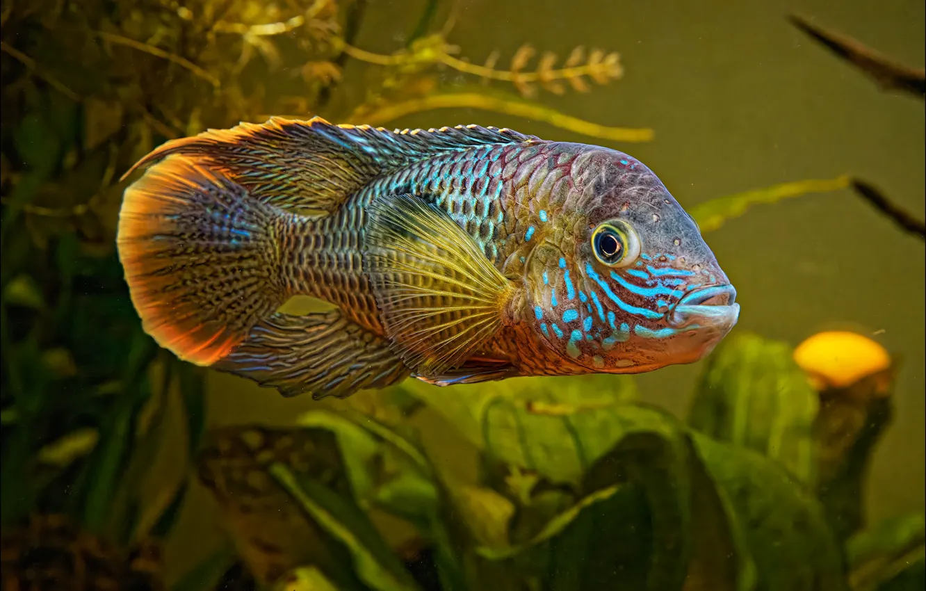 Фото обои вода, аквариум, рыба