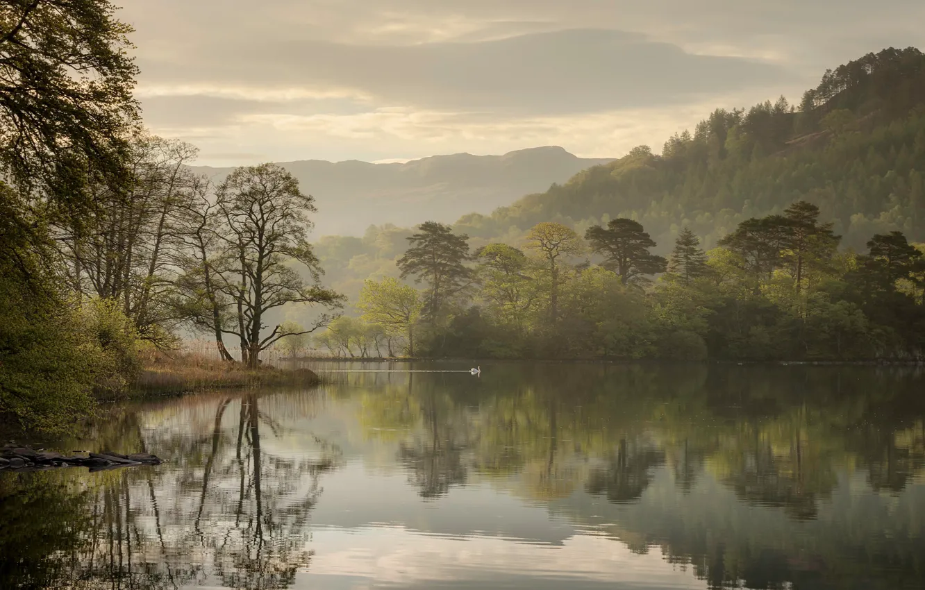 Фото обои деревья, озеро, отражение, Англия, утро, лебедь, England, Озёрный край
