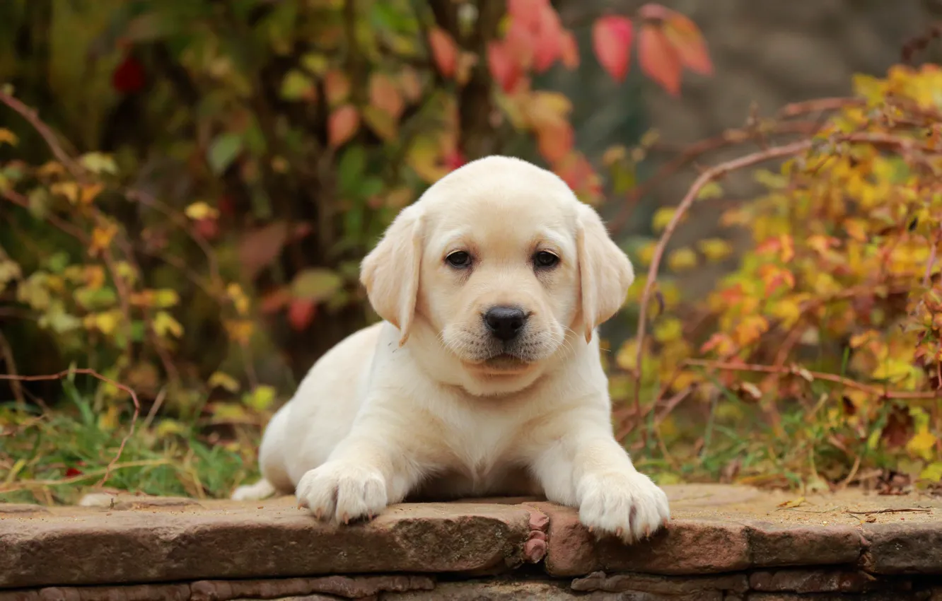 Фото обои осень, взгляд, листья, собака, малыш, щенок, лежит, мордашка
