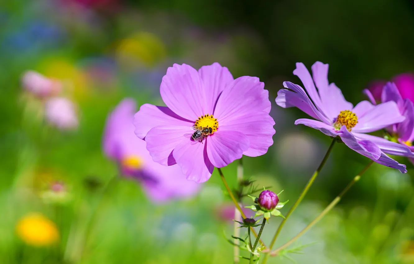 Фото обои лето, цветы, пчела, розовые, сиреневые, боке, космеи