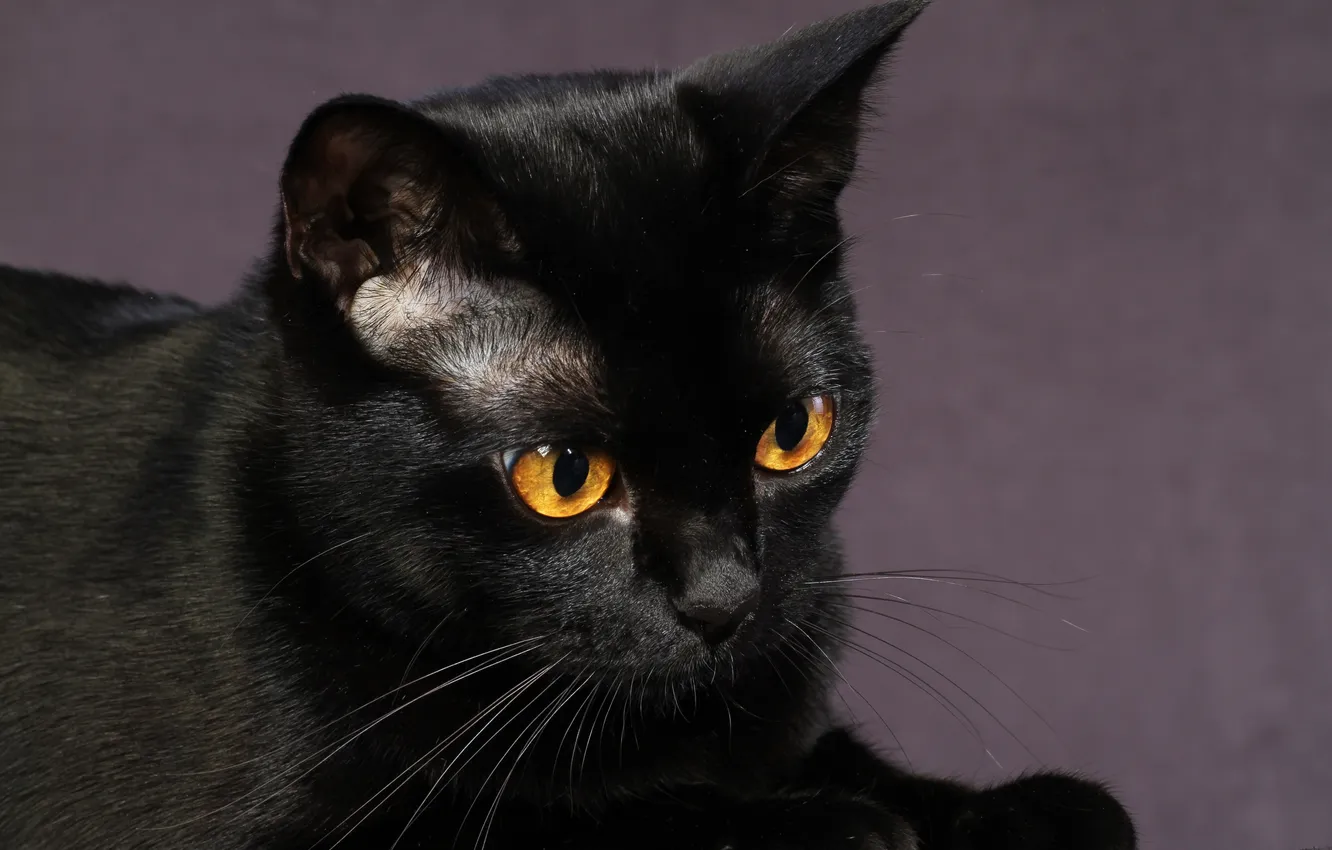 Фото обои кошка, взгляд, морда, чёрный кот