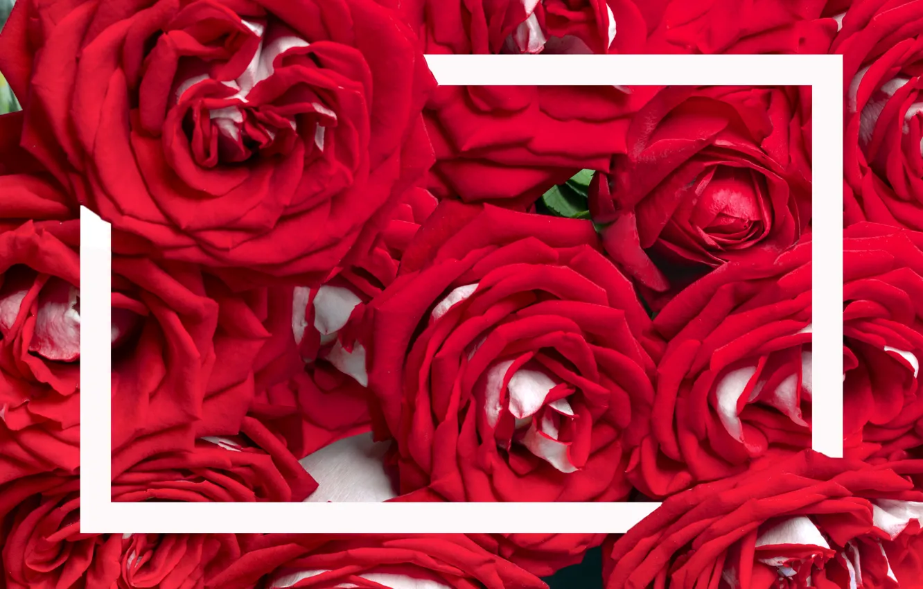 Фото обои цветы, розы, рамка, красные, бутоны
