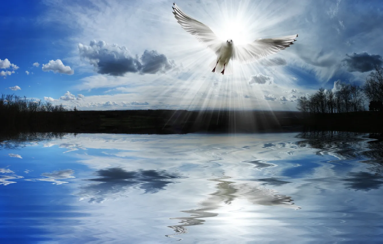 Фото обои freedom, lake, dove, pond