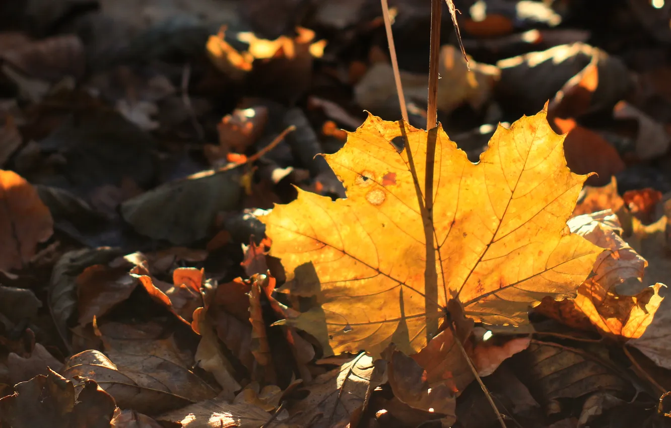 Фото обои yellow, autumn, leaf