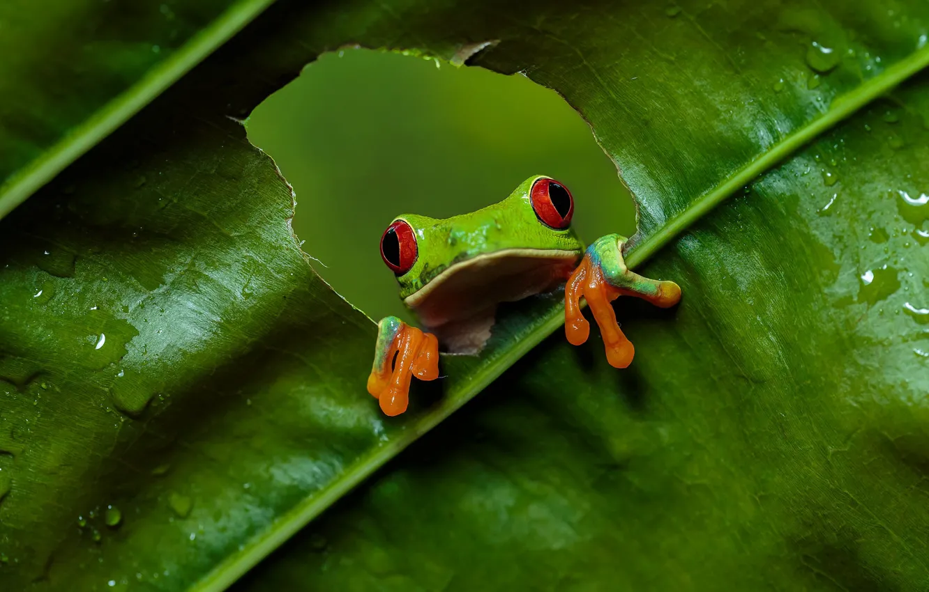 Фото обои взгляд, зеленый, листок, лягушка, дырка, отверстие, красноглазая квакша