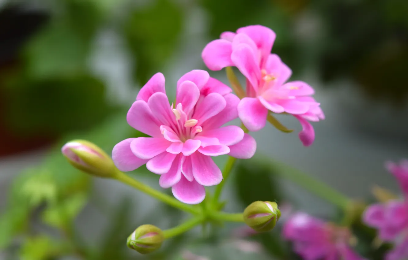 Фото обои макро, широкоформатные, герань, розовый цветок