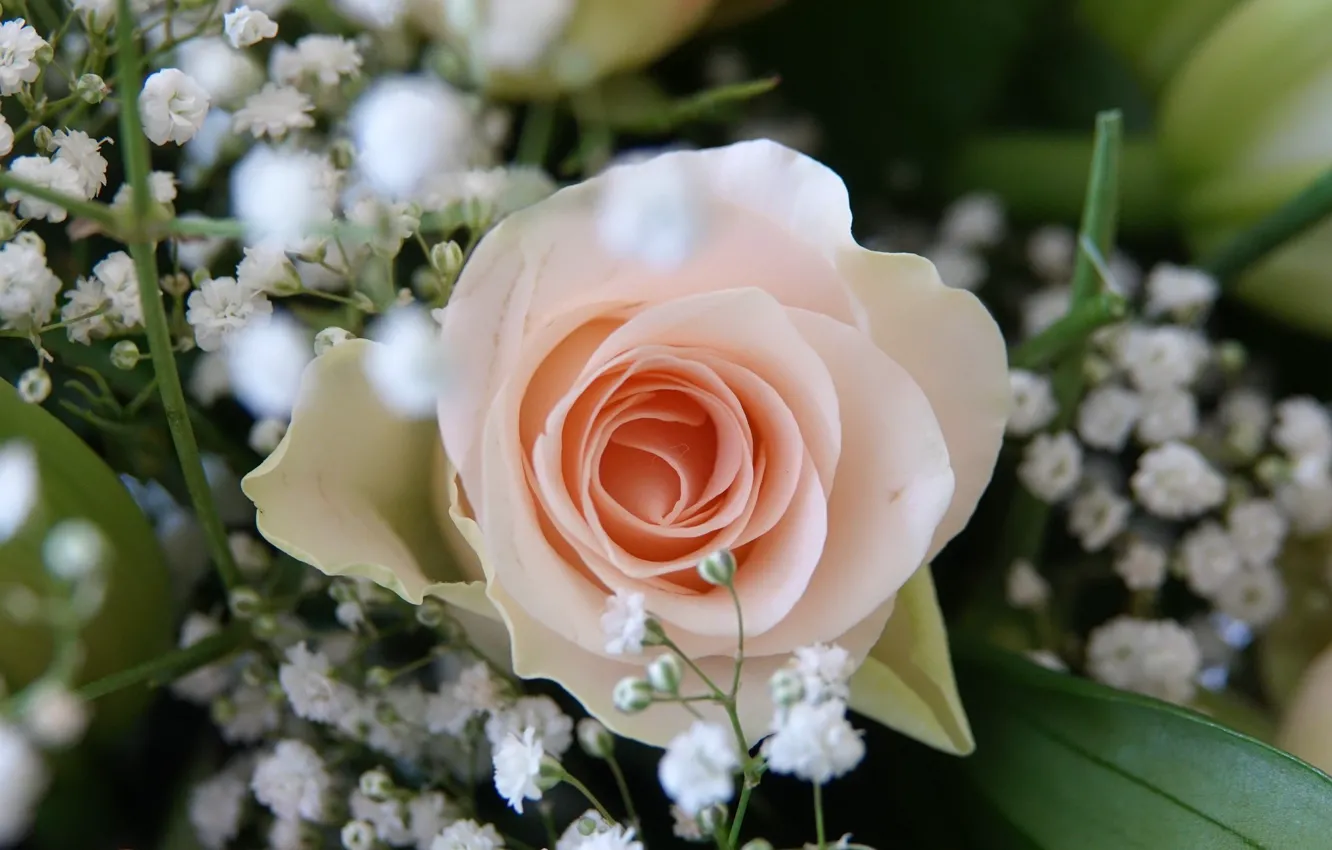 Фото обои Flower, Rose, Wallpaper, Wedding bouquet