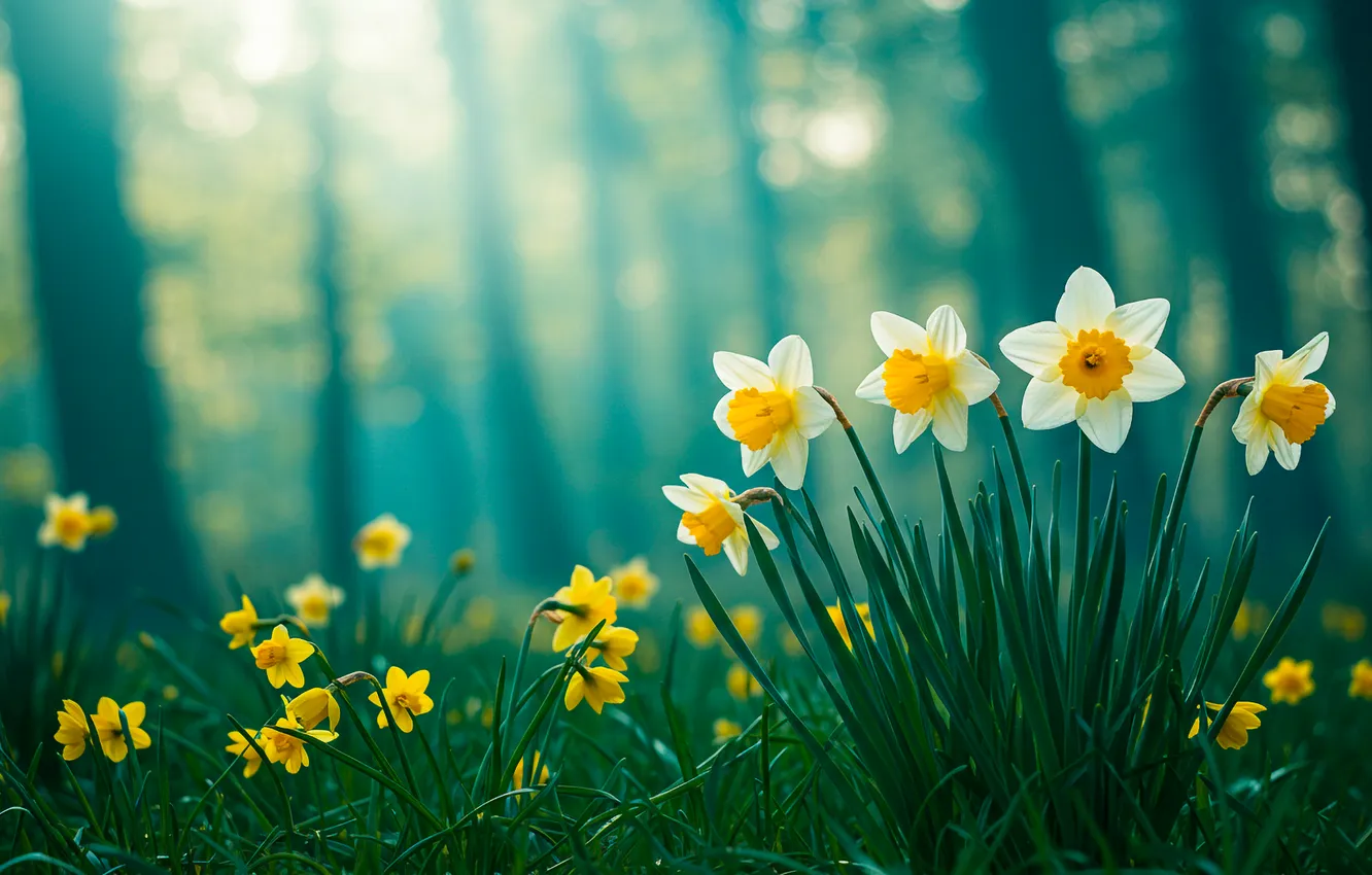 Фото обои лес, деревья, фон, обои, wallpaper, forest, trees, нарцисы
