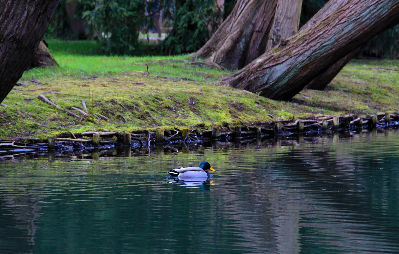 Фото обои water, park, lake, duck