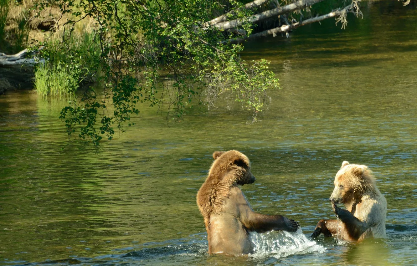 Фото обои Аляска, США, водное шоу, река Брукс, два бурых медвежонка, национальный парк Катмаи