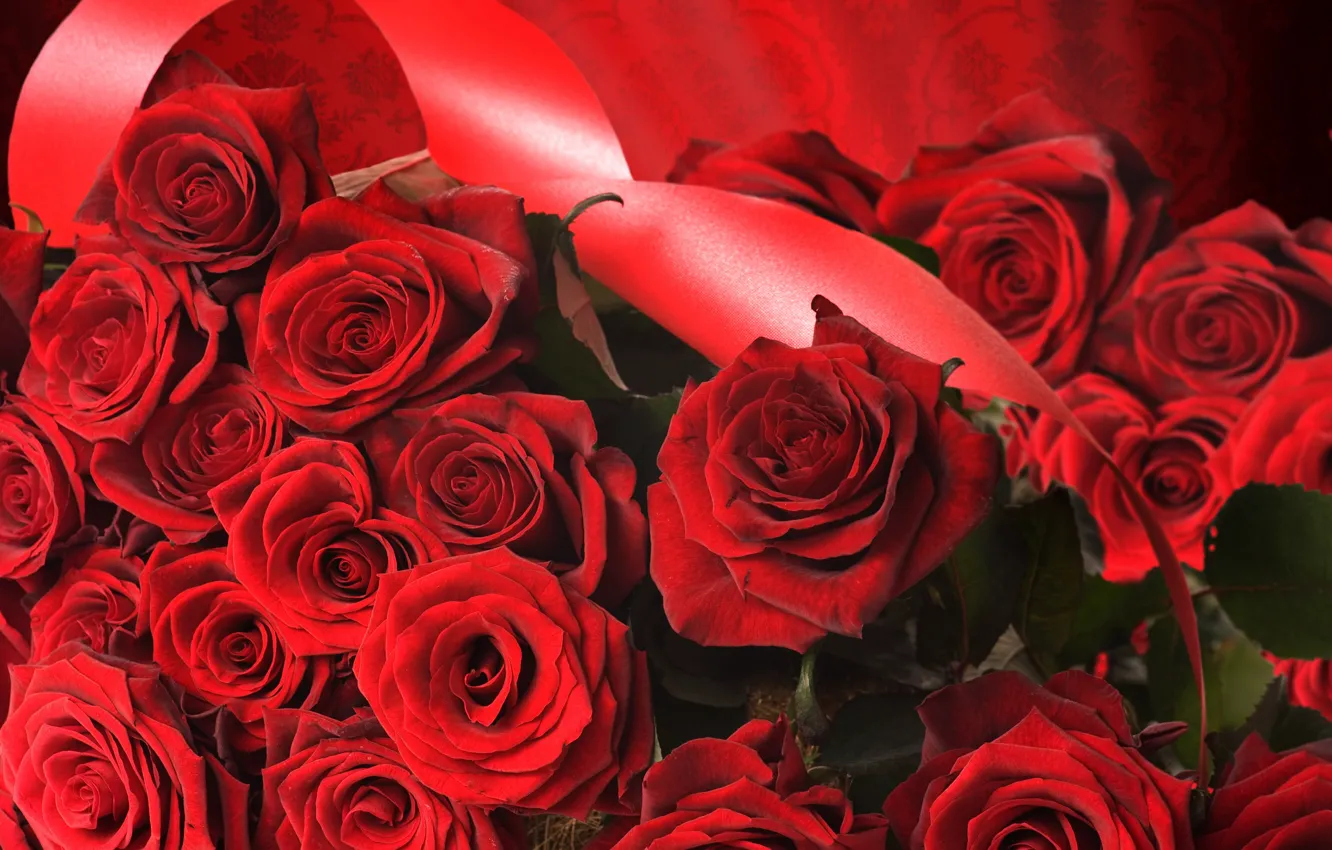 Фото обои красный, роза, розы, лента