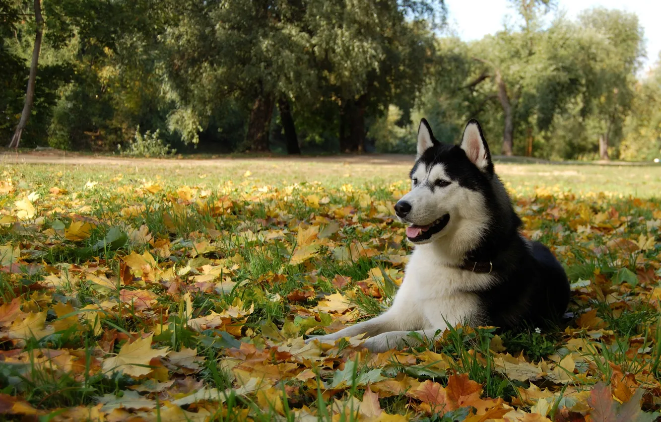 Фото обои листья, собака, хаски, пёс, маламут